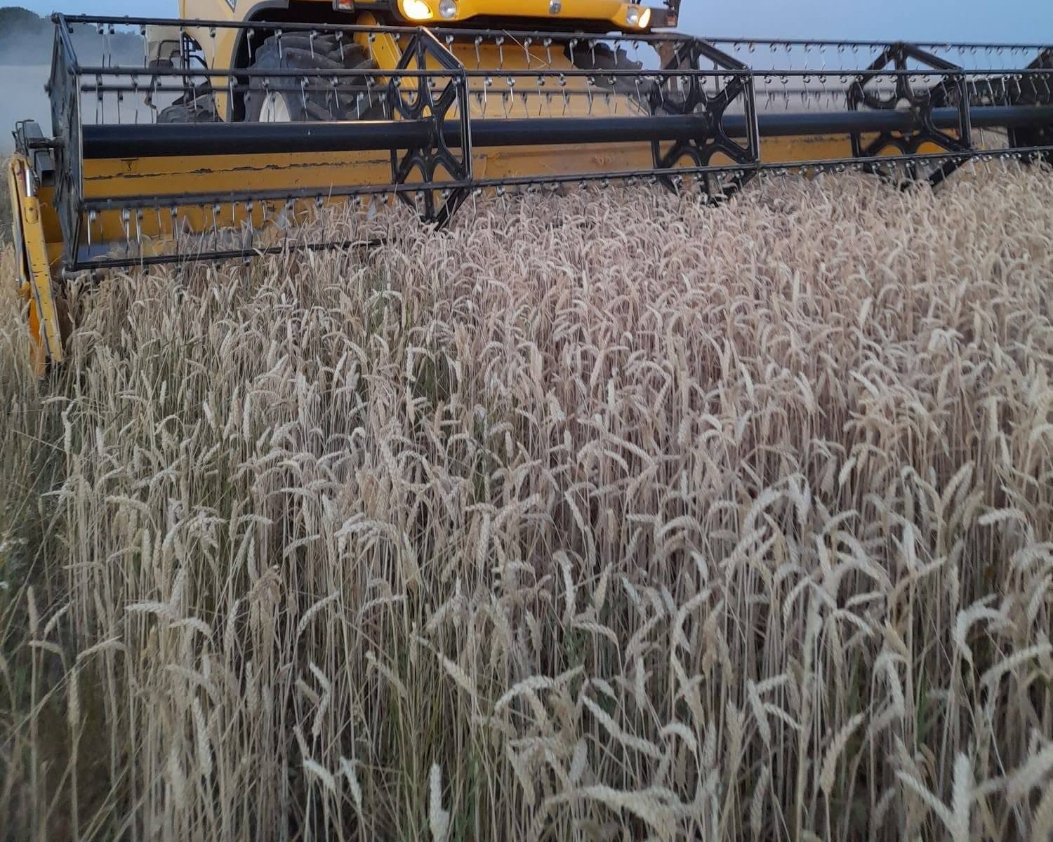 Un champ de blé mûr devant la barre de coupe d'une moissonneuse